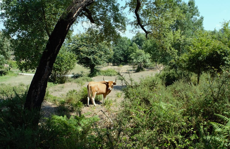 Natuurhuisje in Vale do Pinheiro