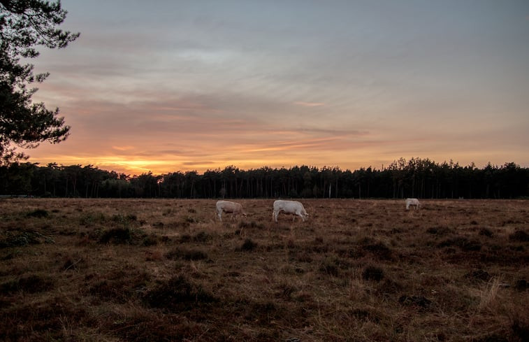 Natuurhuisje in Joppe