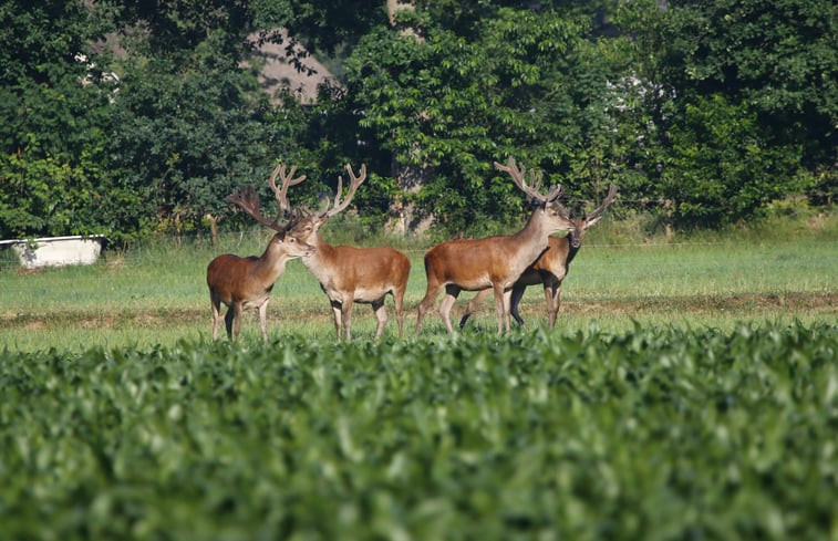 Natuurhuisje in Epe