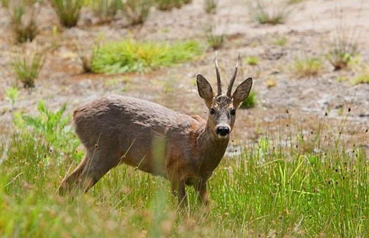 Natuurhuisje in de Lutte