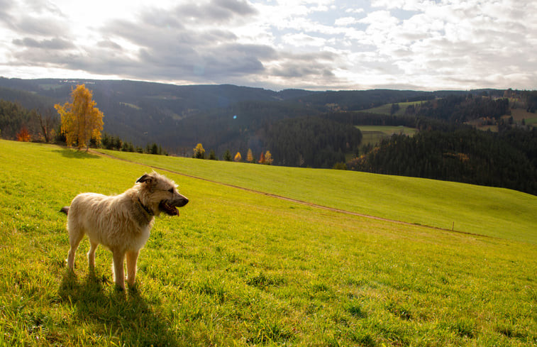 Natuurhuisje in Triberg