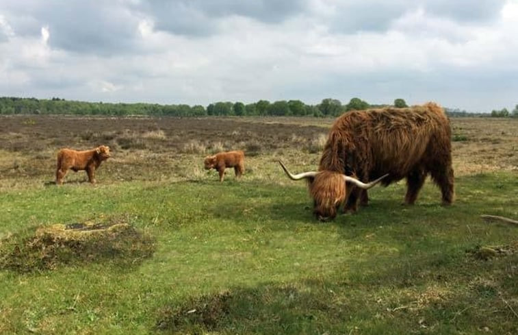 Natuurhuisje in Schoonloo