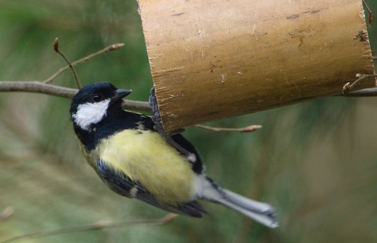 Natuurhuisje in Ermelo