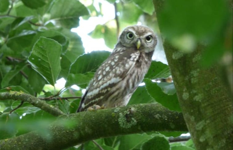 Natuurhuisje in Loon op Zand