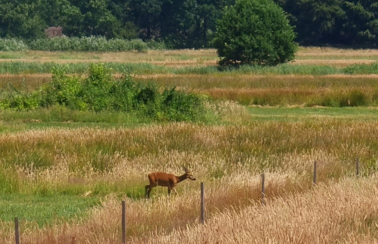 Natuurhuisje in Oude Willem