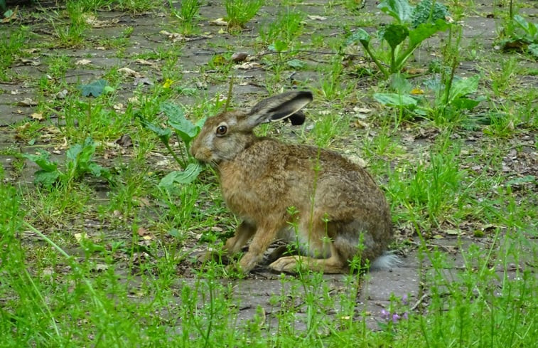 Natuurhuisje in Hulshorst