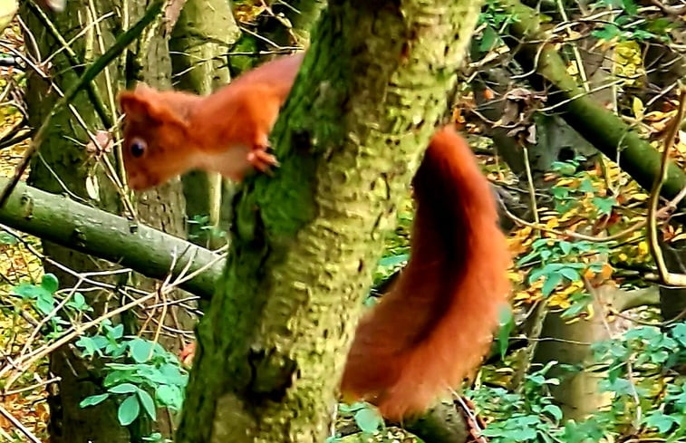 Natuurhuisje in Overijse