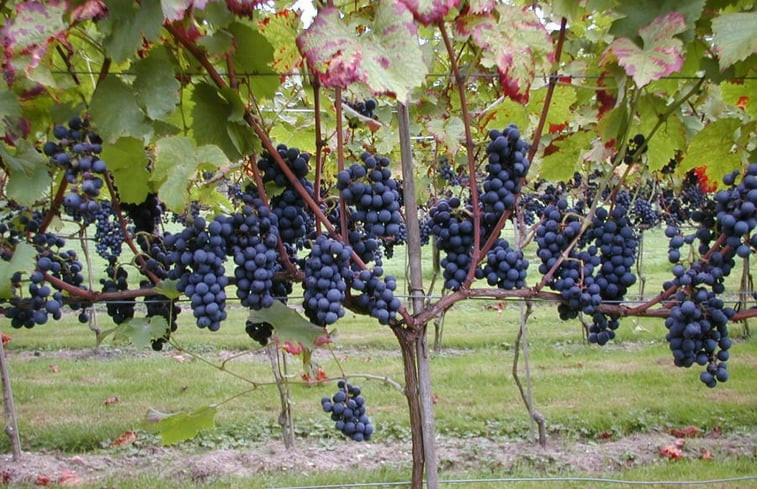 Natuurhuisje in De Steeg