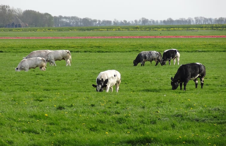 Natuurhuisje in Westbeemster