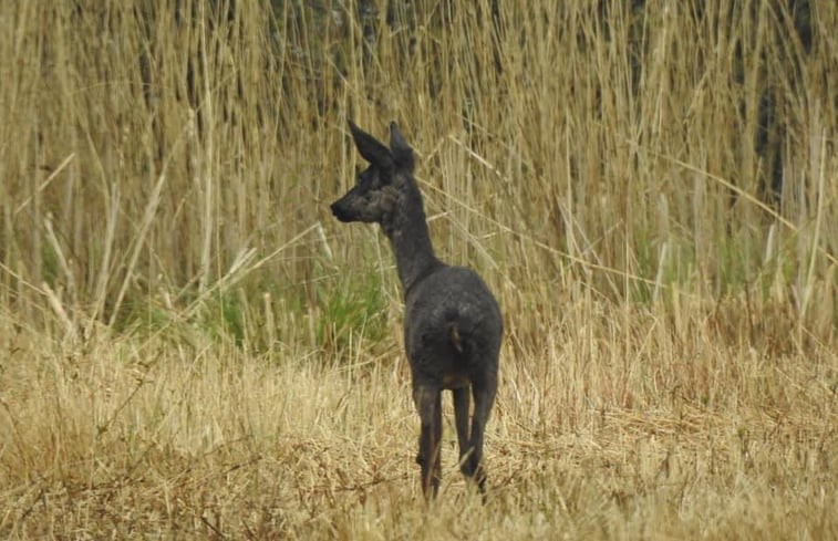 Natuurhuisje in Kalenberg