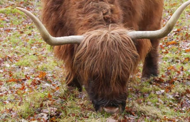 Natuurhuisje in Ter Apel