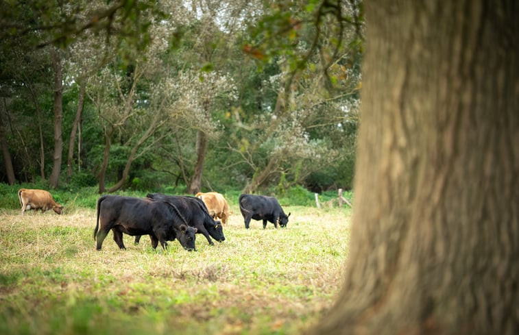 Natuurhuisje in Swalmen