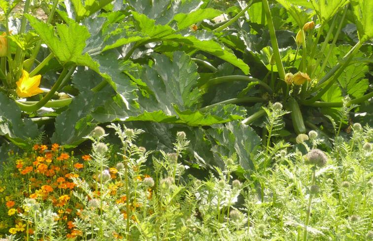 Natuurhuisje in Flobecq