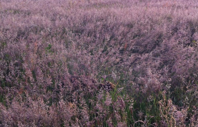 Natuurhuisje in Wittelte