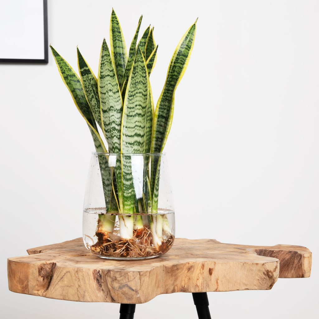 Sansevieria in Modena Vaas - DIY