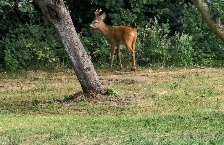 Natuurhuisje in Dannenwalde