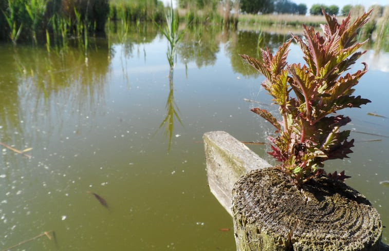 Natuurhuisje in Kwadendamme