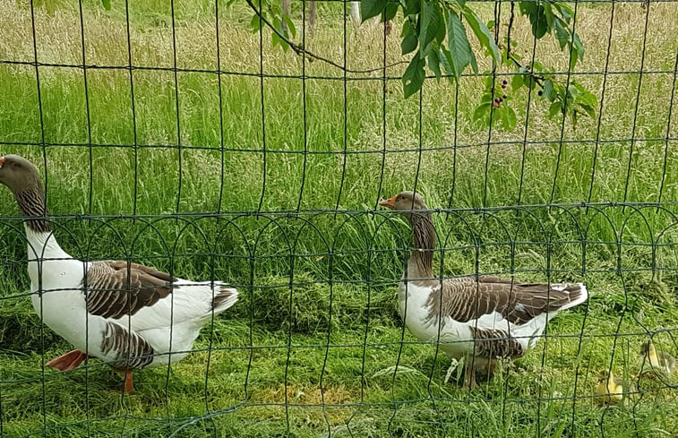 Natuurhuisje in Vorden