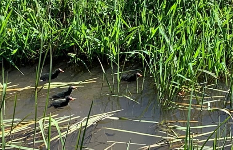 Natuurhuisje in Wichmond