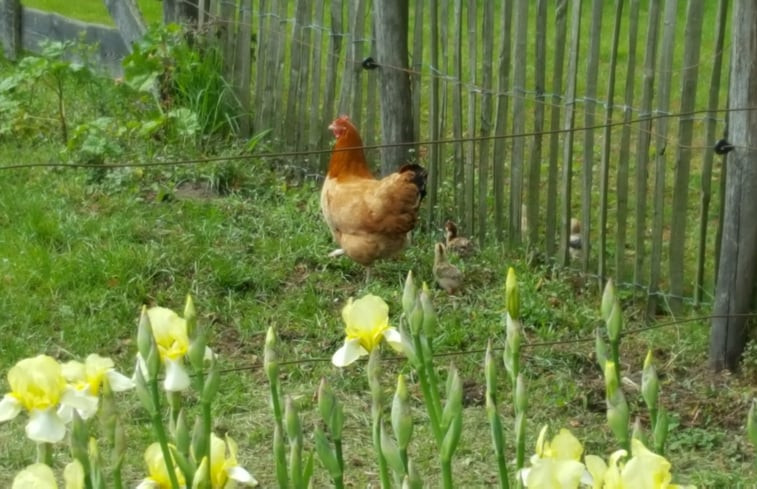 Natuurhuisje in Westendorp