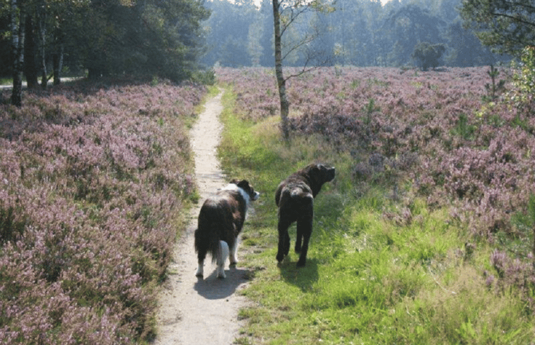 Natuurhuisje in Vaassen