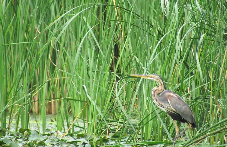 Natuurhuisje in Tiszagyenda