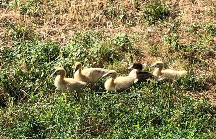 Natuurhuisje in Tourtoirac