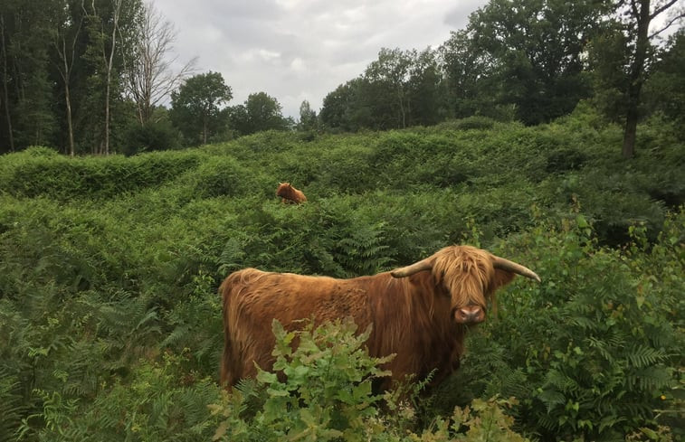 Natuurhuisje in Broekhuizen