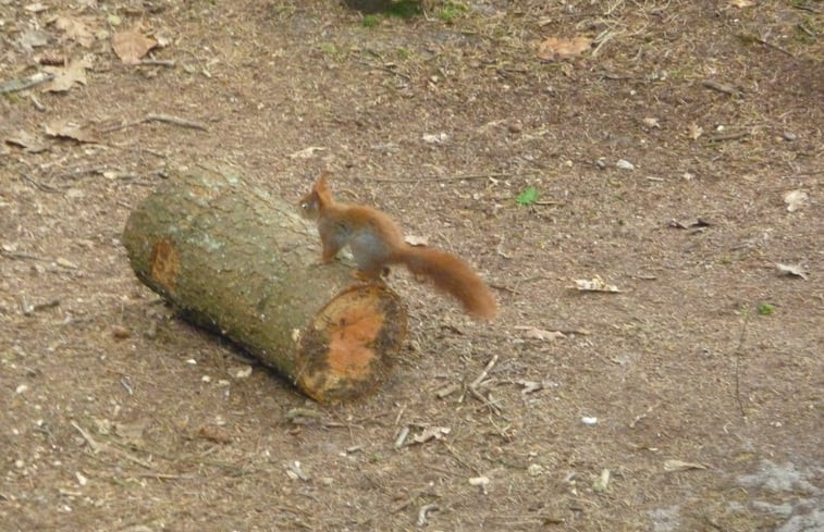 Natuurhuisje in Elspeet