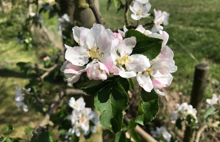 Natuurhuisje in Gasselte