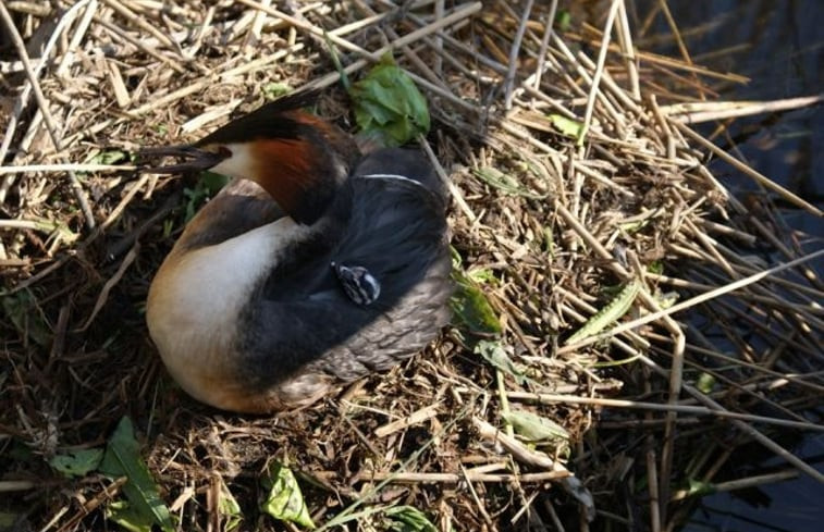 Natuurhuisje in IJsselmuiden