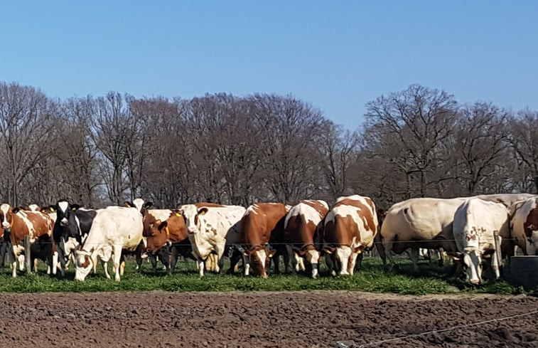 Natuurhuisje in Vragender