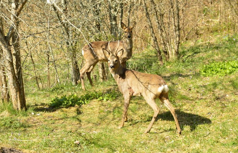 Natuurhuisje in Örsundsbro