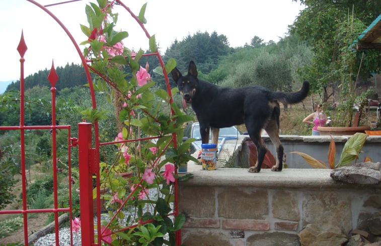 Natuurhuisje in Uzzano