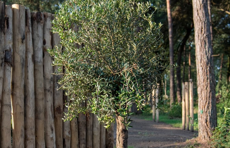 Natuurhuisje in Haarle