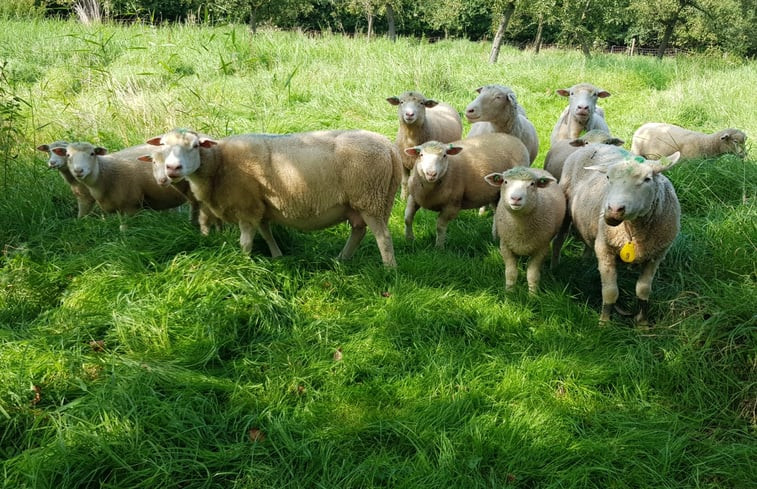 Natuurhuisje in Langbroek