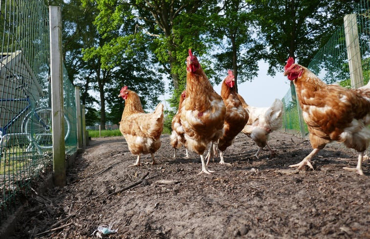 Natuurhuisje in Ruinen