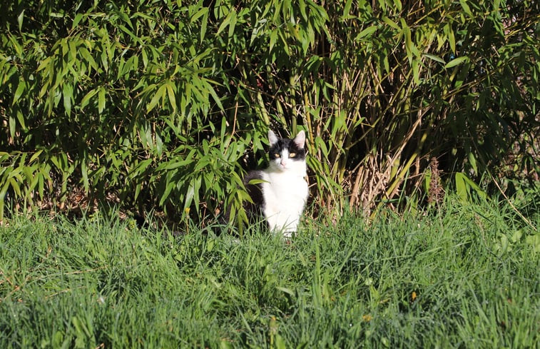 Natuurhuisje in Rouperroux