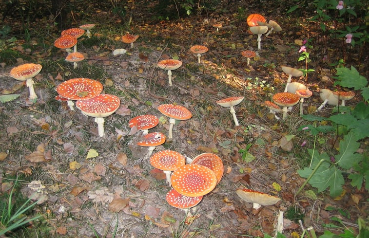 Natuurhuisje in Emst