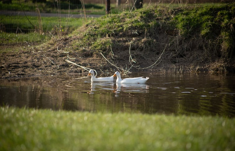 Natuurhuisje in Okkenbroek