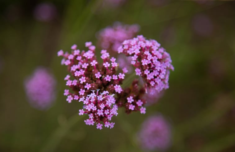 Natuurhuisje in Zuidwolde