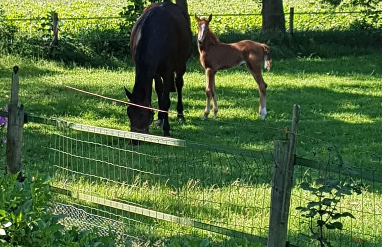 Natuurhuisje in Vriescheloo