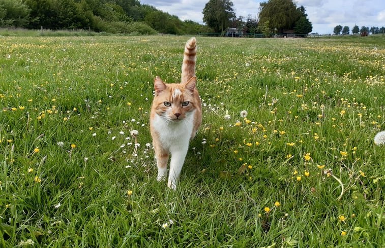 Natuurhuisje in Lisserbroek