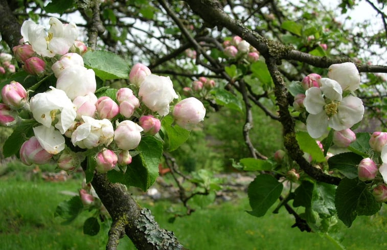 Natuurhuisje in Relsberg