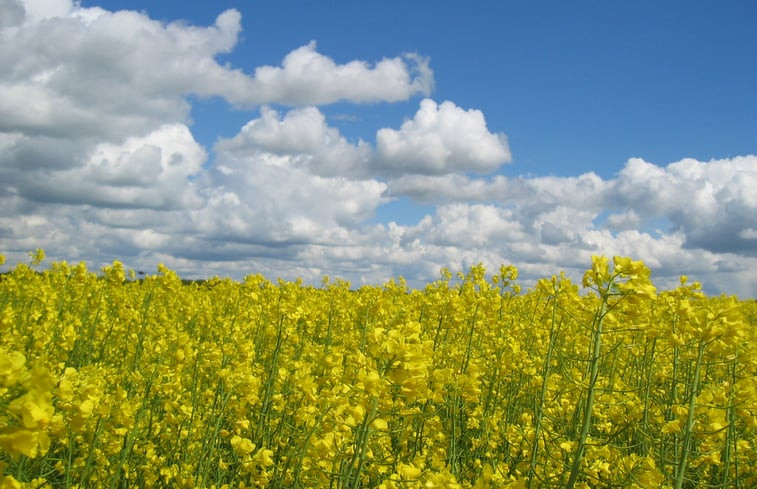 Natuurhuisje in Uffelte