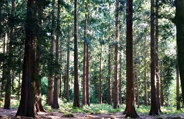 Natuurhuisje in Putten