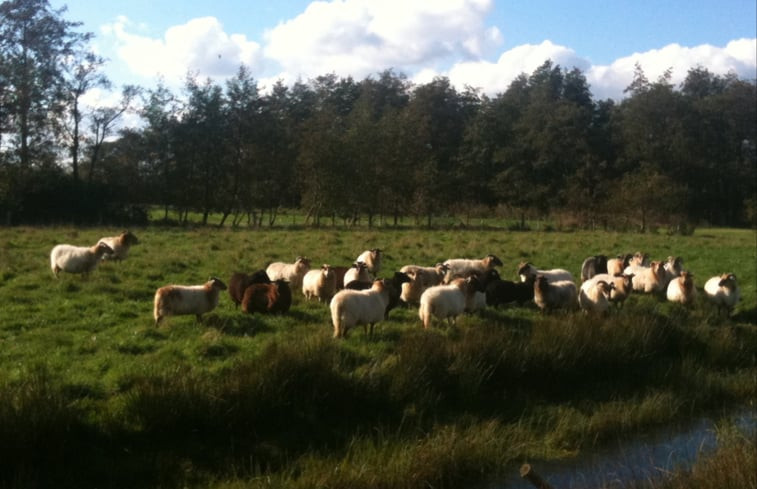 Natuurhuisje in de Bokkebuurt