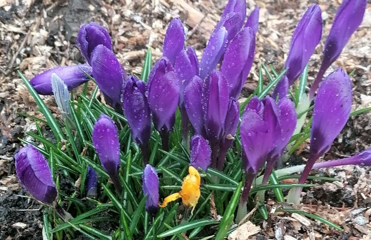 Natuurhuisje in Den Ham