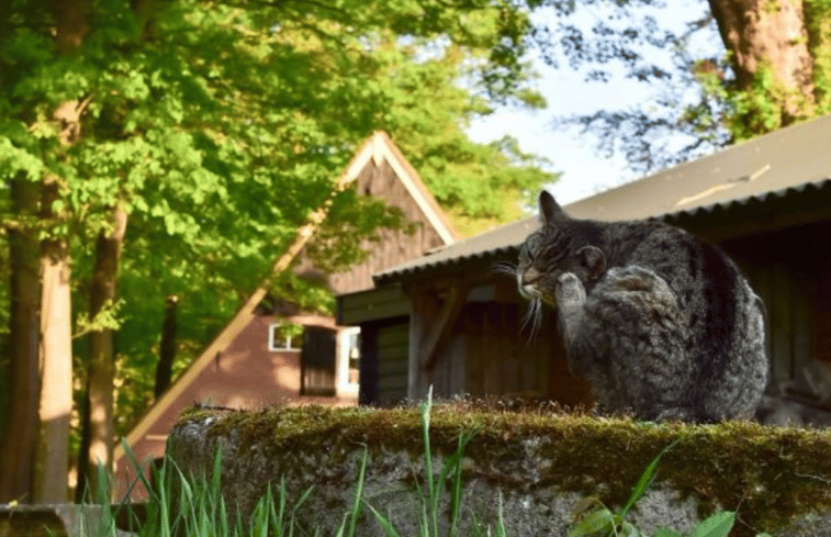 Natuurhuisje in Diepenheim