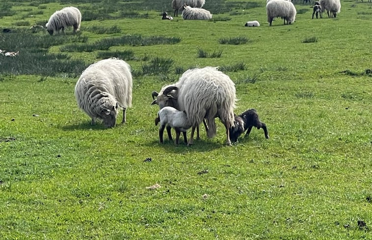 Natuurhuisje in Dwingeloo